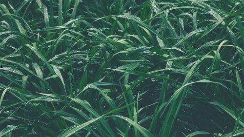 青青青草国产视频,国产视频中的青春记忆与成长轨迹